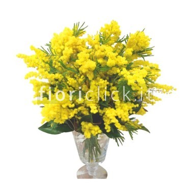 Mazzo di mimosa