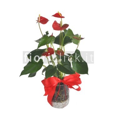 Pianta di anthurium