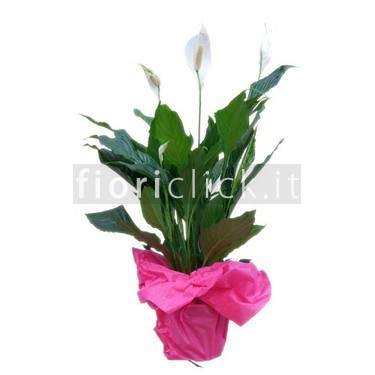 Pianta di spathiphyllum
