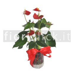 Pianta di anthurium