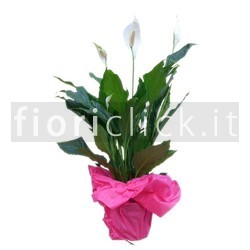 Pianta di spathiphyllum